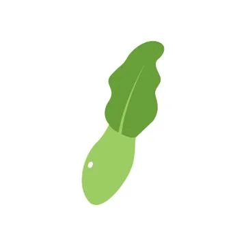 Lettuce vector design template illustration Stock Illustration