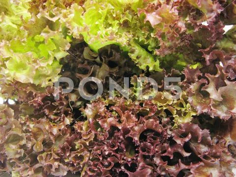 Lettuce Vegetable Background