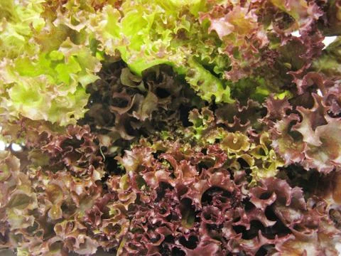 Lettuce vegetable background Stock Photos