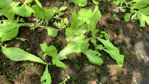Lettuce in vegetable bed moving as the wind blows Stock Footage 149669826