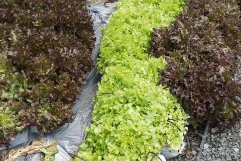 Lettuce vegetable with drip irrigation system in farmland Stock Photos