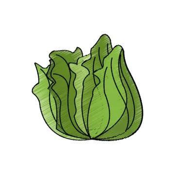 Lettuce vegetable icon Stock Illustration