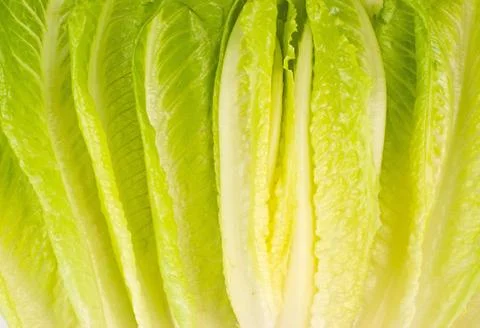 Lettuce vegetable 스톡 사진