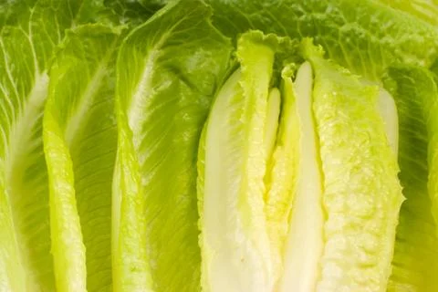 Lettuce vegetable Fotos Stock