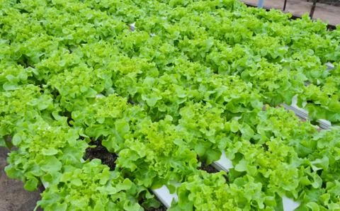 Lettuce vegetable Stock Photos
