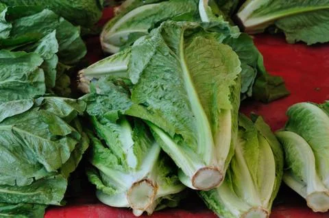 Lettuce vegetable Stock Photos