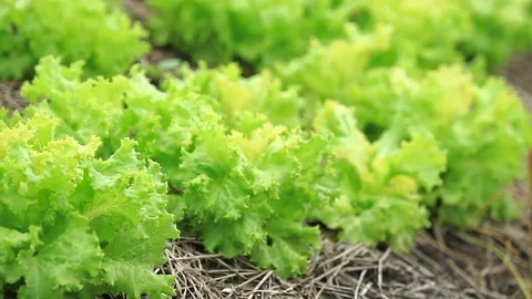 Lettuce Vegetable with shift focus Stock Footage 70512150