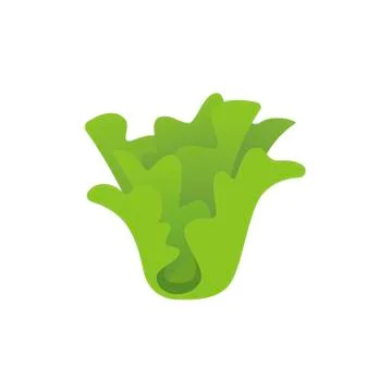 Lettuce vegetable on white background. Vector illustration in trendy flat style Stock Illustration