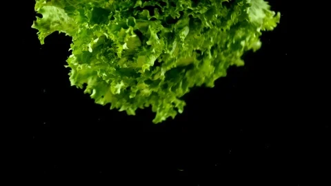 Lettuce washed in water, dark background Stock Footage 124347464