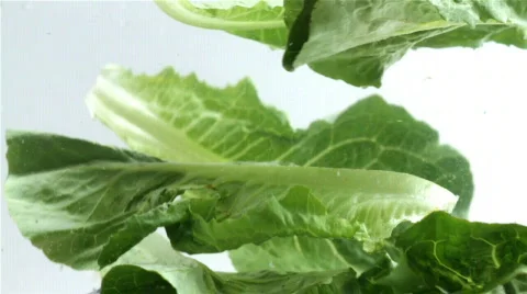 Lettuce in water Stock Footage 800113