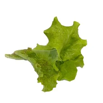 Lettuce on white background -02 Fotos Stock
