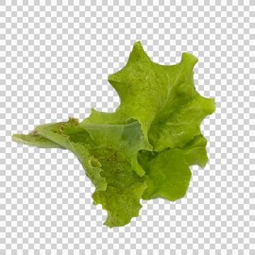 Lettuce on white background -02 Fotos Stock