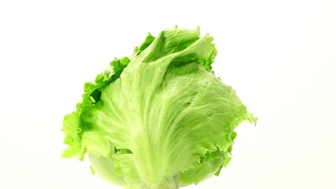 The lettuce on white background Stock Footage 92601633