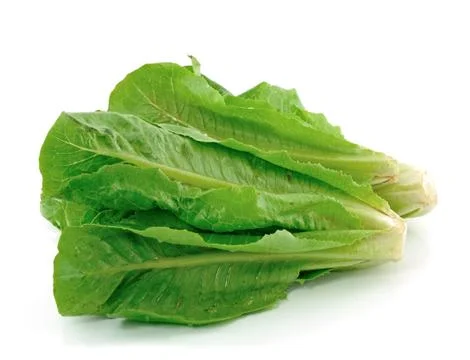 Lettuce on white background Stock Photos