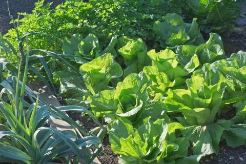 Lettuce winter density Foto stock