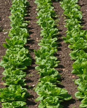 Lettuces - 3 rows Stock Photos