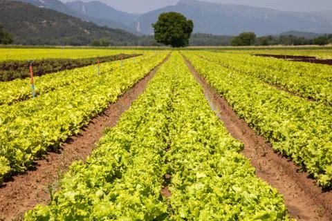 Lettuces breeding ground Stock Photos