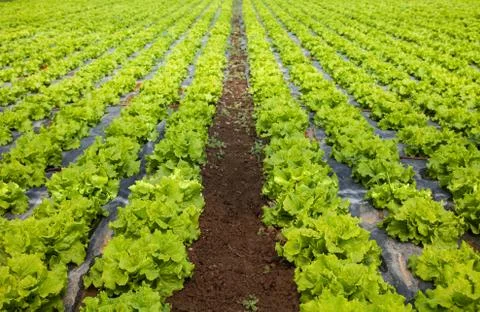 Lettuces breeding Stock Photos