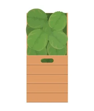 Lettuces inside box vector design Illustrazione stock