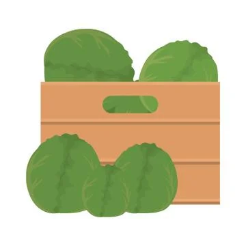 Lettuces inside box vector design イラスト素材