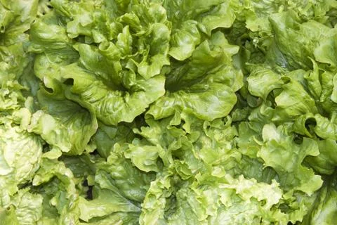 Lettuces Stock Photos