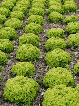 Lettuces Stock Photos