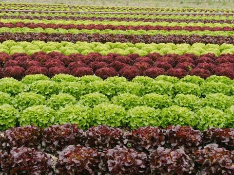 Lettuces Stock Photos