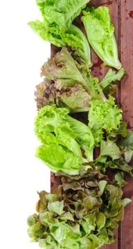 Lettuces Stock Photos