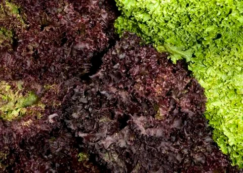 Lettuces Stock Photos