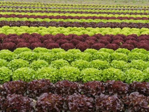 Lettuces rows Stock Photos