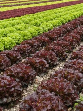 Lettuces rows Stock Photos