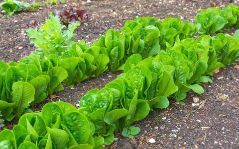 Lettuces in rows in a vegetable garden Stock Photos