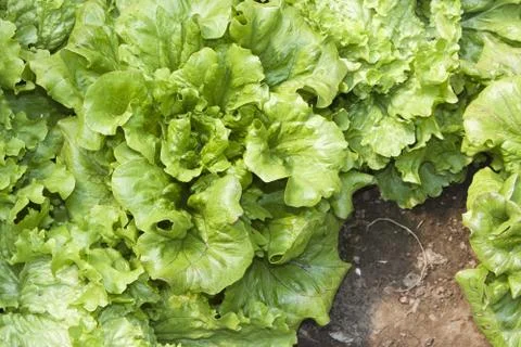 Lettuces on the soil Stock Photos