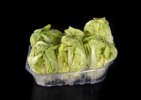 Lettuces in studio Stock Photos