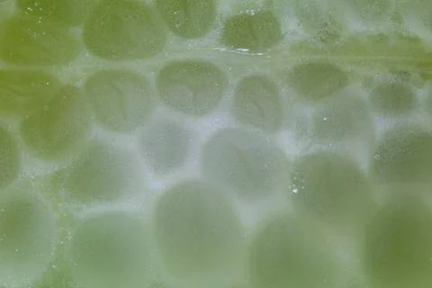 Letuce cross section extreme macro background Stock Photos