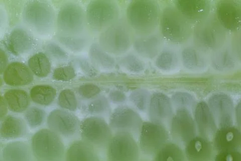 Letuce cross section extreme macro background Stock Photos
