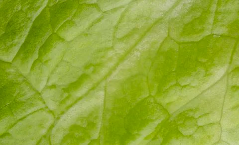 Letuce leaf extreme macro background Stock Photos