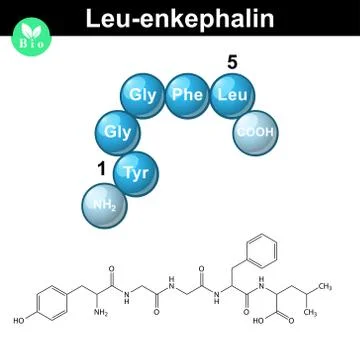 Leu-enkephalin molecule and model Illustrazione stock
