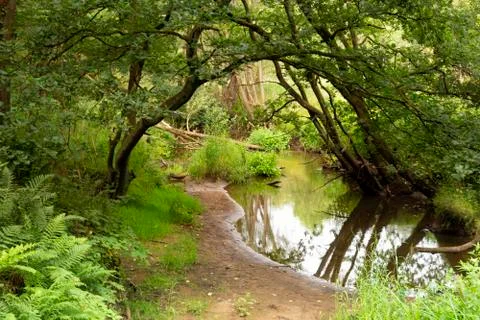 The Leubeek brook Stock Photos