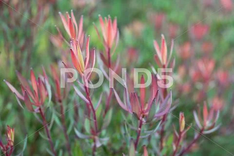 Leucadendron salignum at kirstenbosch botanical garden Stock Photos