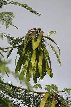 Leucaena glauca Stock Photos