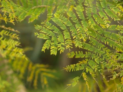 Leucaena leaf , Green Leaf Background, Green Concept for Organic Life. Stock Photos