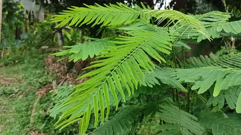 Leucaena leaves moving in the wind. 動画素材 158468819