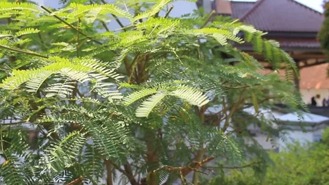 Leucaena leucocephala plants blown by the wind Stock Footage 286177242