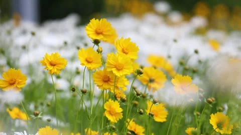 Leucanthemum maximum 库存影片 343472635