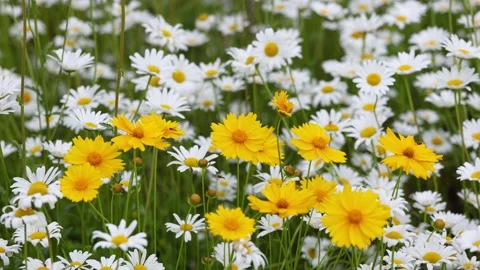 Leucanthemum maximum Stock-Footage 343472656