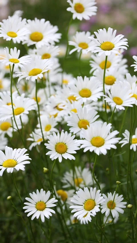 Leucanthemum maximum Видео 343472661