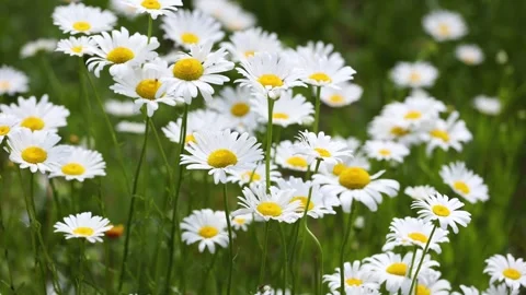 Leucanthemum maximum Video stock 343472982