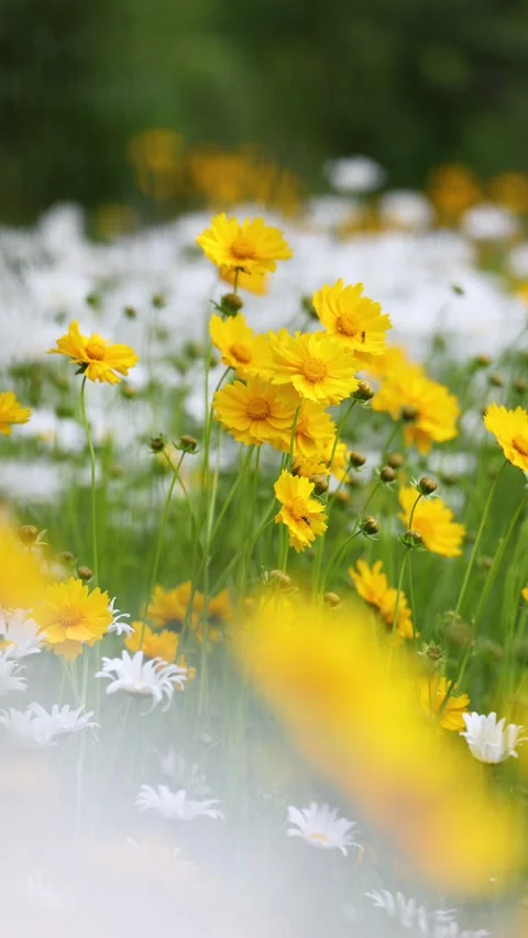 Leucanthemum maximum Stock Footage 343473793