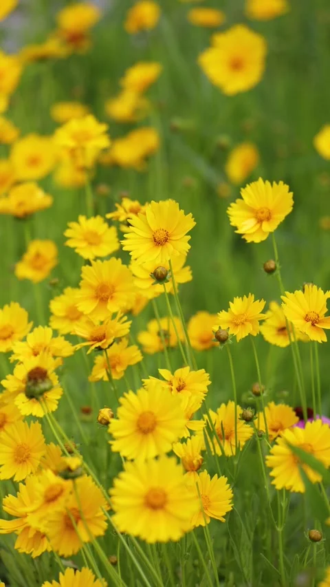 Leucanthemum maximum Видео 343475660